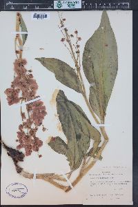 Rumex hymenosepalus image