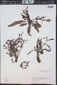 Rumex fueginus image