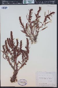 Rumex fueginus image