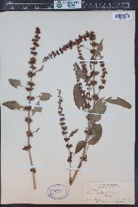 Rumex obtusifolius image