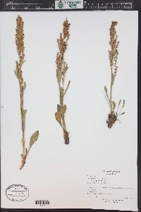 Rumex paucifolius image