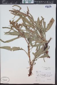 Rumex triangulivalvis image