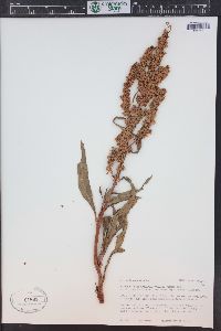 Rumex triangulivalvis image