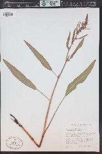 Rumex triangulivalvis image