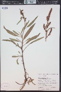 Rumex triangulivalvis image