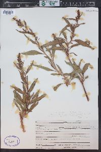 Rumex triangulivalvis image