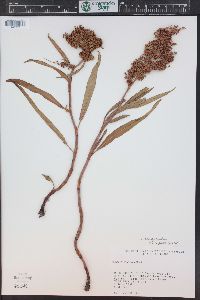 Rumex triangulivalvis image