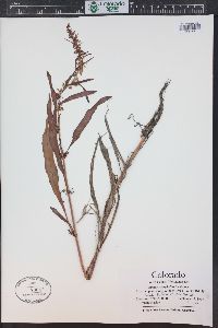 Rumex stenophyllus image