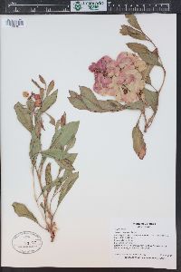 Rumex venosus image