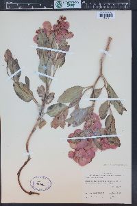 Rumex venosus image