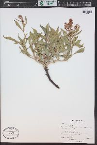 Rumex venosus image