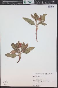 Rumex venosus image