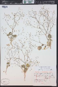 Stenogonum flexum image