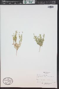 Stenogonum salsuginosum image