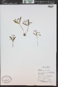 Claytonia lanceolata image