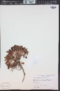 Claytonia megarhiza image