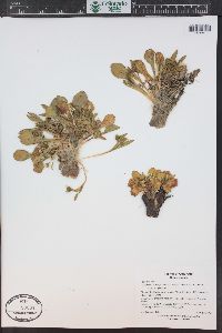 Claytonia megarhiza image