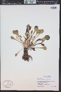 Claytonia megarhiza image