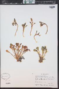 Claytonia megarhiza image