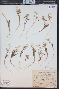 Claytonia rosea image