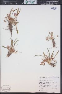 Lewisia pygmaea image