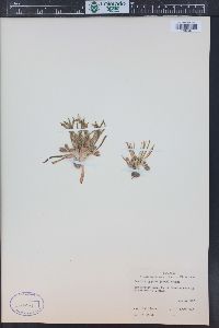 Lewisia pygmaea image