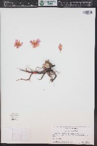 Lewisia rediviva image