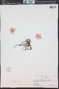 Lewisia rediviva image