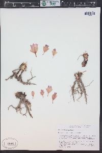 Lewisia rediviva image