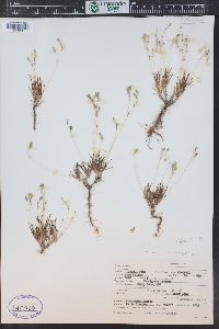 Phemeranthus parviflorus image