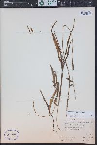 Potamogeton alpinus image