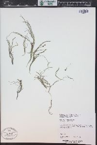 Stuckenia filiformis image