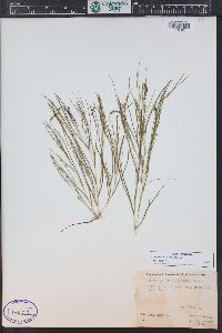 Stuckenia filiformis image