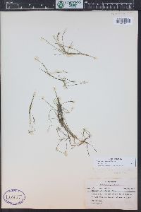 Stuckenia filiformis image