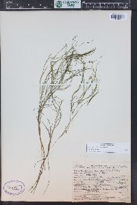 Stuckenia filiformis image