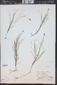 Stuckenia filiformis image