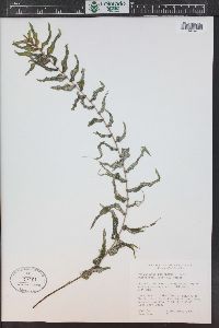 Potamogeton richardsonii image