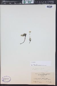 Androsace chamaejasme subsp. lehmanniana image