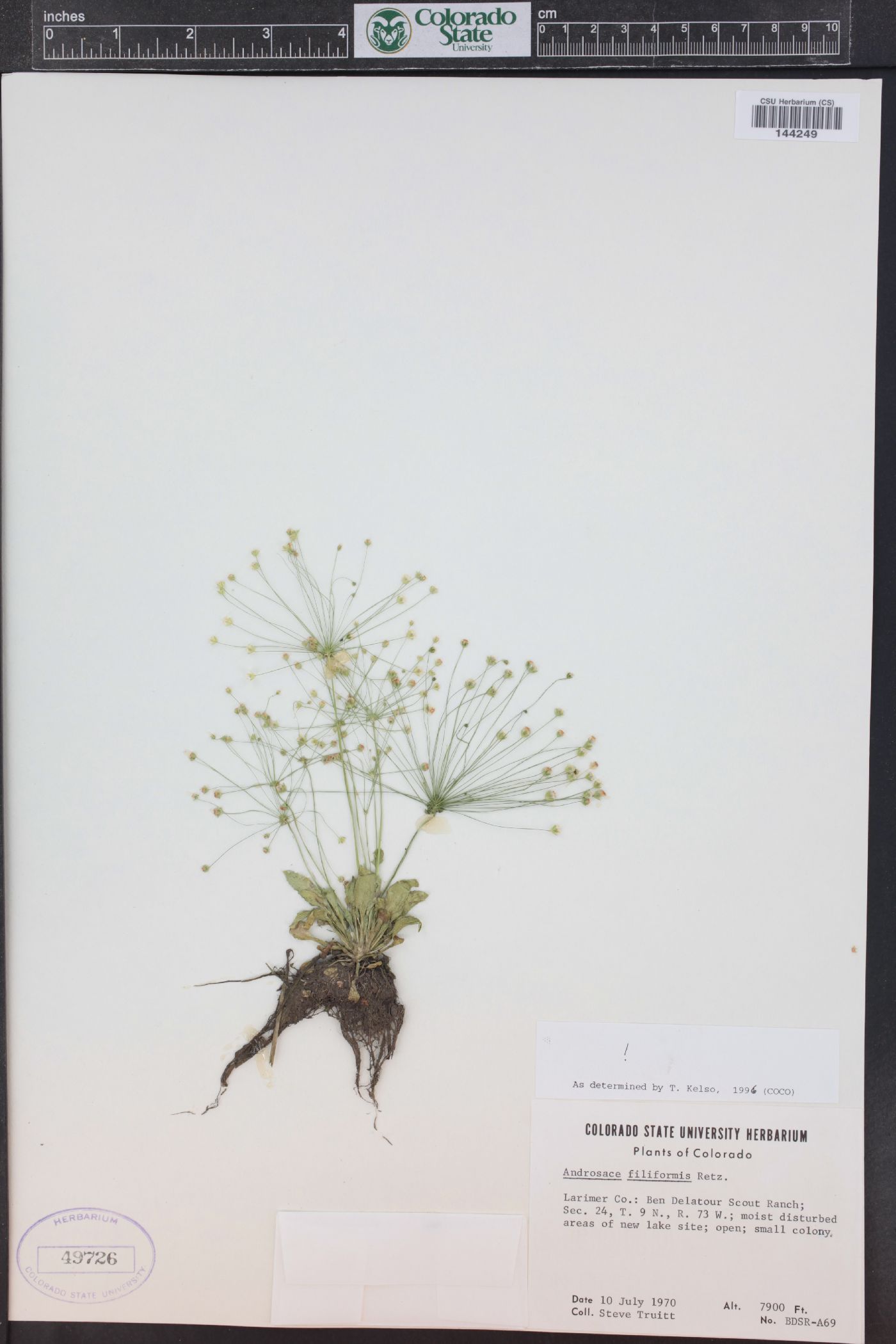 Androsace filiformis image