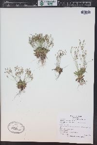 Androsace septentrionalis image