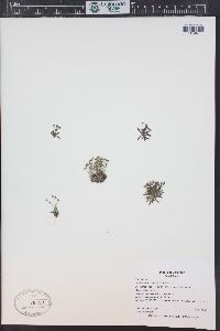 Androsace septentrionalis image