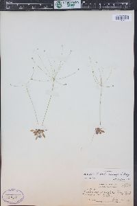 Androsace septentrionalis image