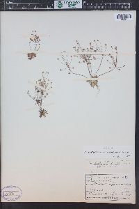 Androsace septentrionalis image