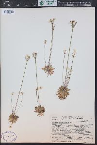 Androsace septentrionalis image