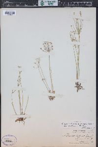 Androsace septentrionalis image