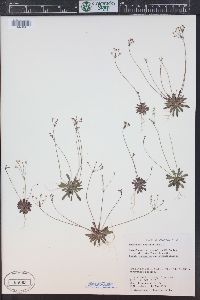 Androsace septentrionalis image