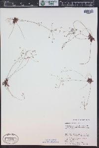 Androsace septentrionalis image