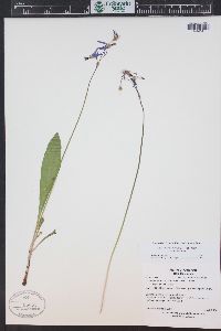 Primula pauciflora image