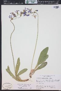 Primula pauciflora image