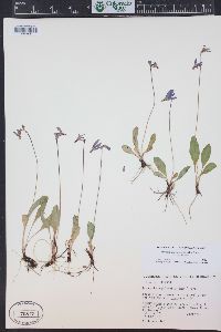 Primula pauciflora image